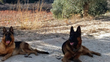 Norma Pastors. | Adiestradores de perros en Flix