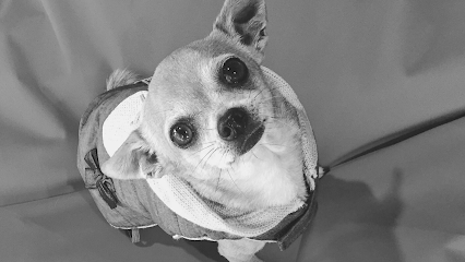My Dog Granollers | Peluqueria para perros en Granollers