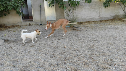 LiderCan | Guardería para perros en Tabernas