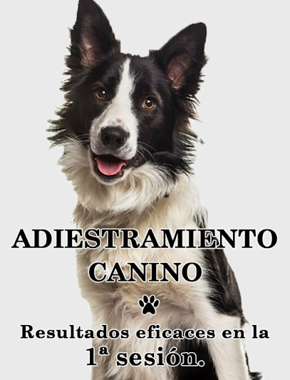 Galiadiestramiento | Adiestradores de perros en La Coruña