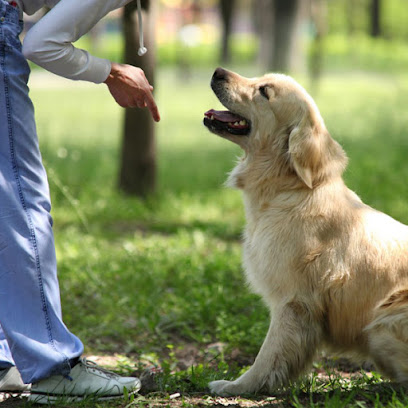 EasyDog | Adiestradores de perros en Benicassim