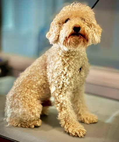 Andrés Martinez | Peluqueria para perros en Santiago de Compostela