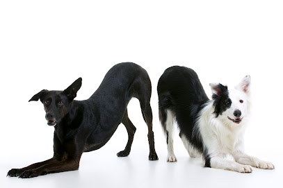 El Vinculo | Sanchez Carrascosa | Adiestradores de perros en Madrid