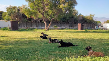 Las Palomas | Adiestradores de perros en Almeria