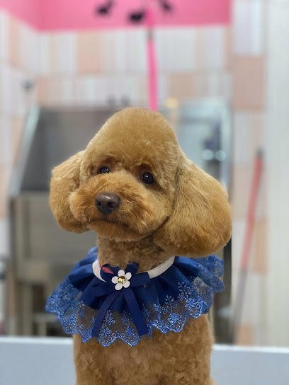 Claudia Espiga | Peluqueria para perros en Burgos