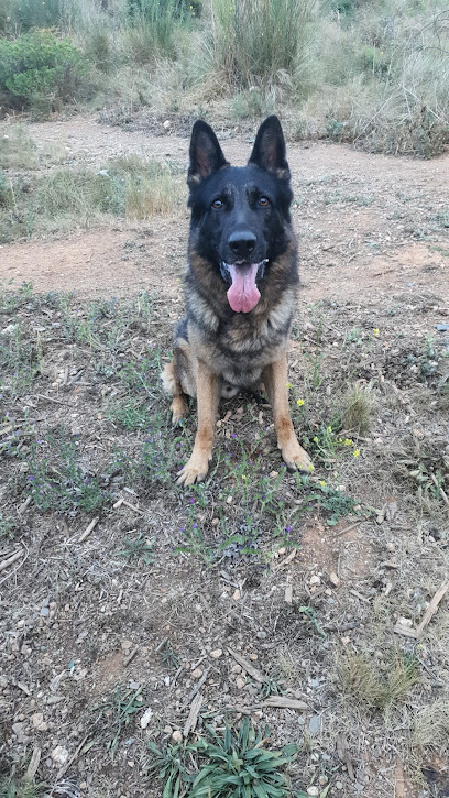 Adisnaturagna | Adiestradores de perros en Sant Boi de Llobregat