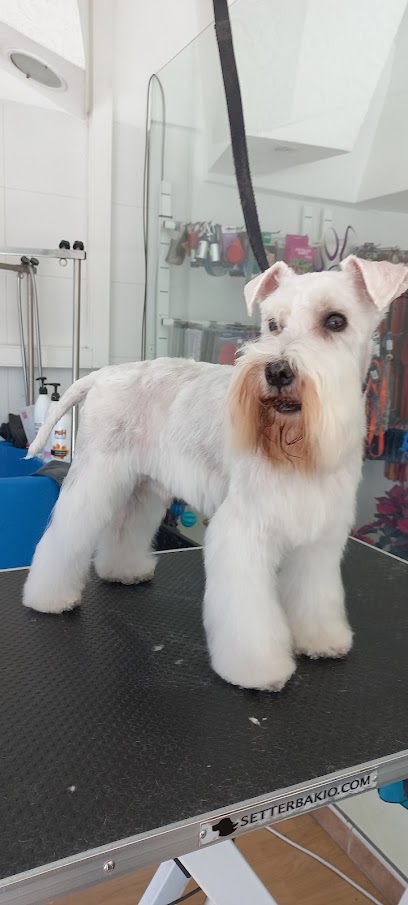 Ron i Chic Estètica Canina | Peluqueria para perros en Sant Cugat del Vallès