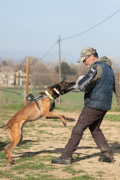ACC Dogs | Adiestradores de perros en Vidreres