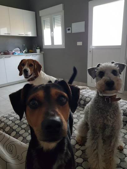 Grunydog | Guardería para perros en Ubeda