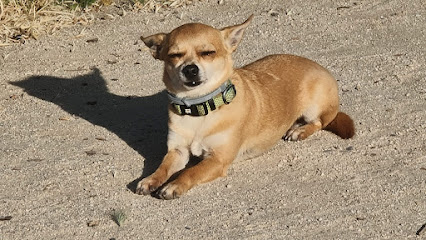 Albores | Guardería para perros en Meco