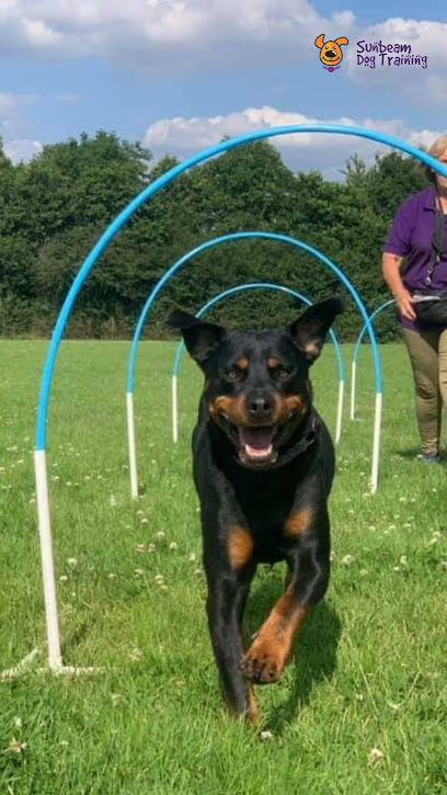 Sunbeam Dog Training | Adiestradores de perros en Riogordo