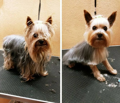 Lord Can | Peluqueria para perros en Zaratán