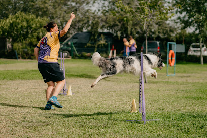 Agility Sevilla | Adiestradores de perros en Guillena