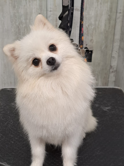 Dog Center | Peluqueria para perros en Albacete