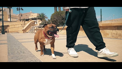 Animal Sam | Adiestradores de perros en Roquetas de Mar