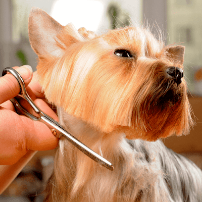 · Kuka Grooming | Peluqueria para perros en Guadamur