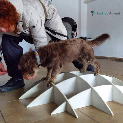 Sentido Animal | Adiestradores de perros en Alcorcón