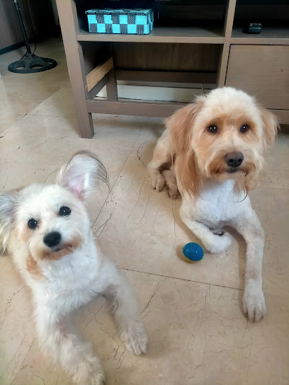 Cuatro Patas | Peluqueria para perros en Torrevieja