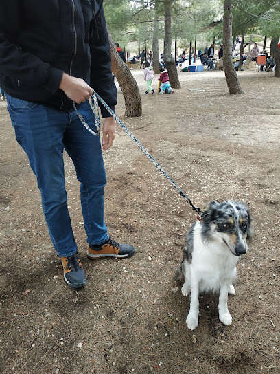 Adiestramiento Canino Benidorm | Adiestradores de perros en Benidorm