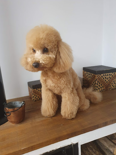 Magnum and Friends | Peluqueria para perros en Palma