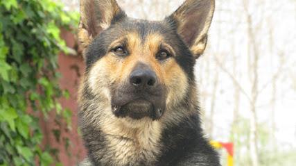 Escuela Canina | Adiestradores de perros en Málaga