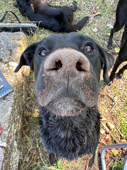 Compartiendo Huellas | Adiestradores de perros en Suellacabras