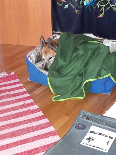 Quincocan | Guardería para perros en Getxo