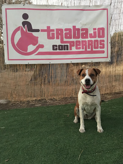 Trabajo con Perros | Adiestradores de perros en Córdoba