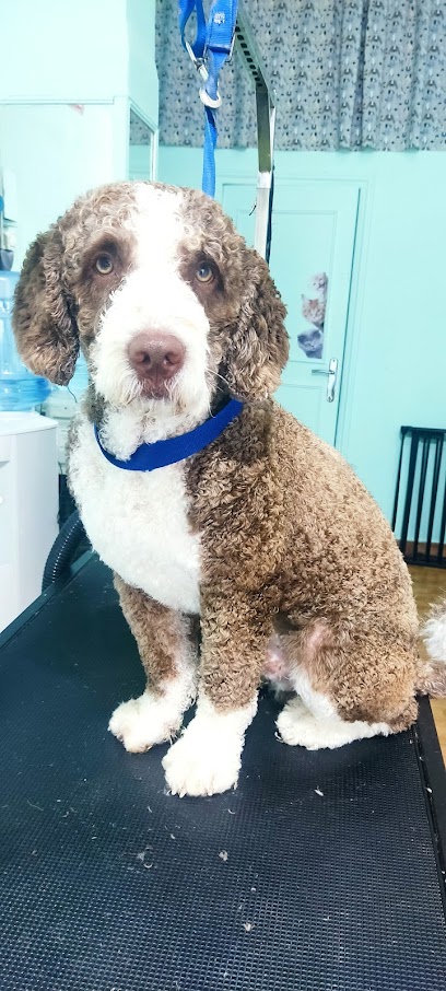 Irene Flores | Peluqueria para perros en Jerez de la Frontera