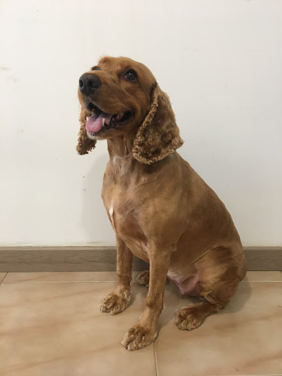 Animal Party Formentera | Peluqueria para perros en Sant Ferran