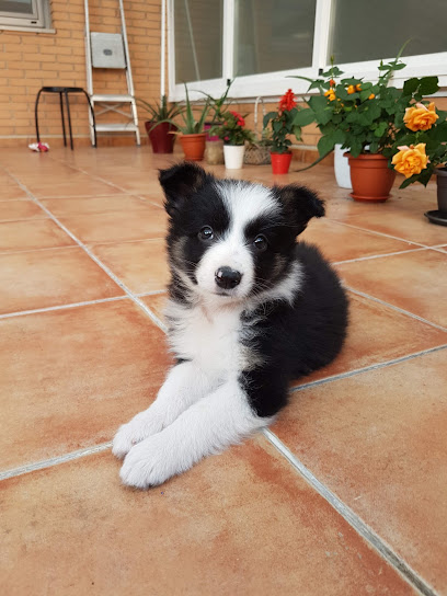 Tucachorroytu | Adiestradores de perros en Hortaleza