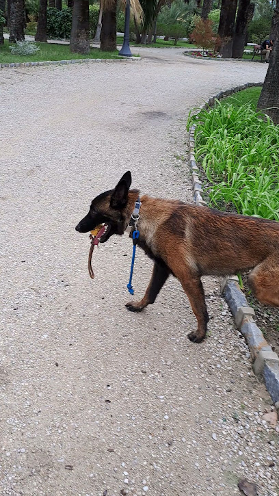 Perro de 10 | Adiestradores de perros en Elche