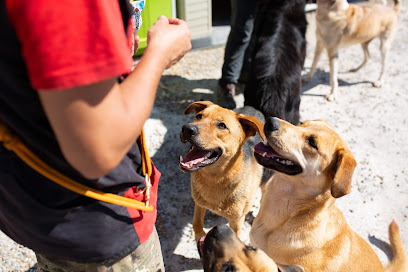 Riberbox | Guardería para perros en Castejon