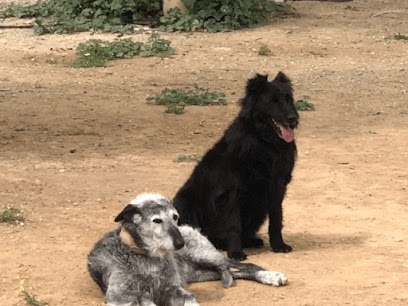 Llanos de Rosa | Guardería para perros en Almeria