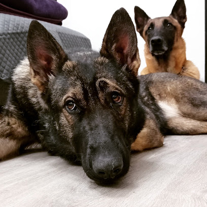 Keiko | Adiestradores de perros en Bellus