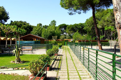 Acc | Guardería para perros en Castelldefels