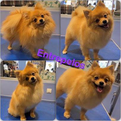 Entrepelos | Peluqueria para perros en Salamanca