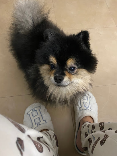 IRIM ESTETICA ANIMAL | Guardería para perros en Murcia