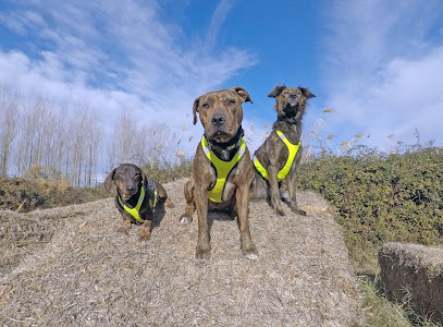 RUDOG | Adiestradores de perros en Zaragoza