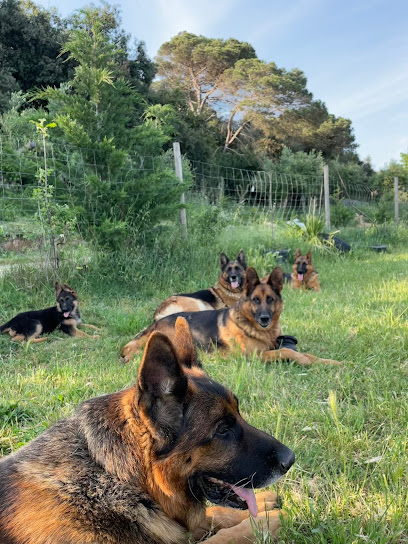 Centre Caní Lloret | Guardería para perros en Lloret de Mar