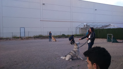 Gtag Amics del Gos | Adiestradores de perros en Torrent