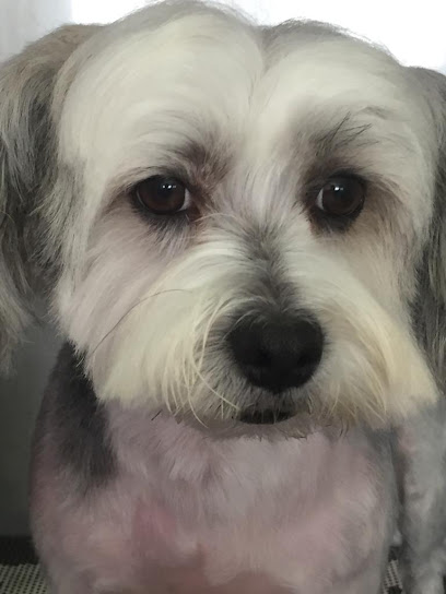 Look Canino | Peluqueria para perros en Madrid