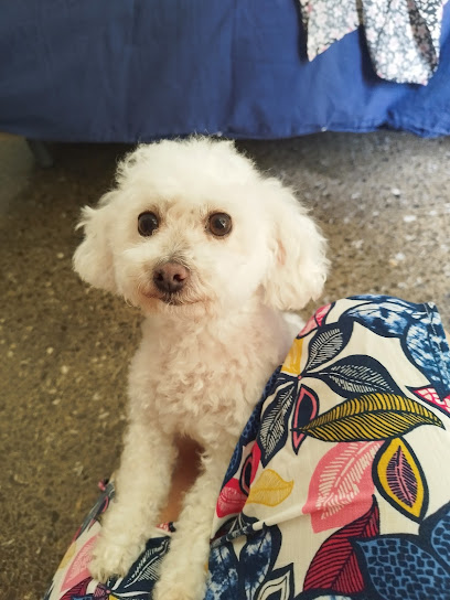 Gaia | Peluqueria para perros en Santa Cruz de Tenerife