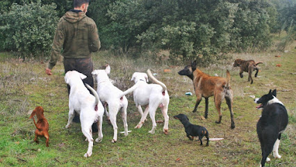 Cabañas del Monte | Adiestradores de perros en El Casar