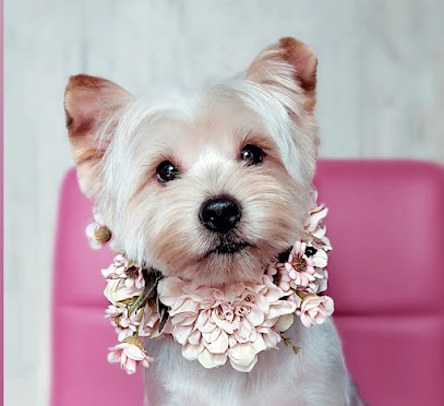 O Meu Can Hotel | Guardería para perros en Vigo
