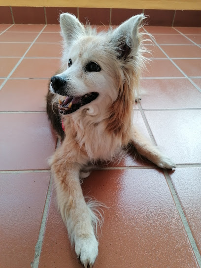 Cuidadora canina | Guardería para perros en Benalmadena