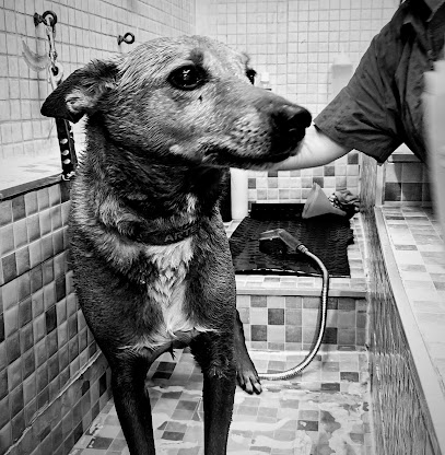 Mai Friends | Peluqueria para perros en Barcelona