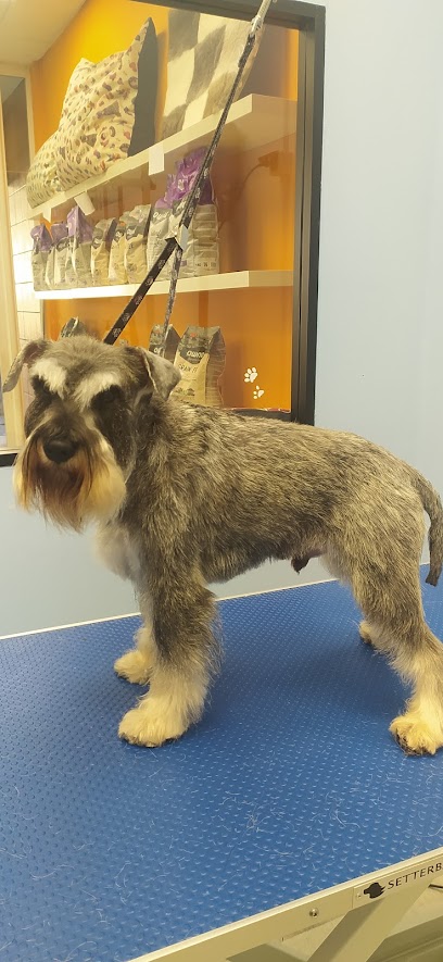 Oh My Dog! | Peluqueria para perros en Mollet del Vallès