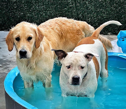 Dogtown Guarderia Canina | Guardería para perros en La Partija-Santa Monica