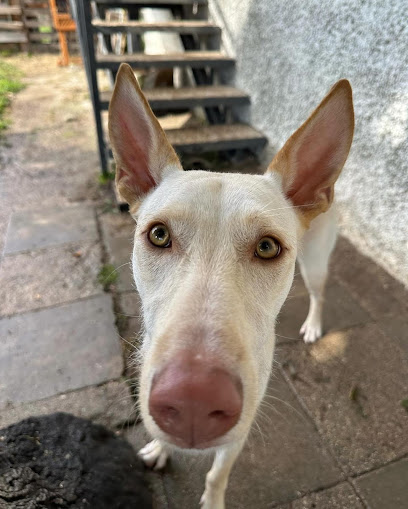 Instructdog | Adiestradores de perros en Hortaleza